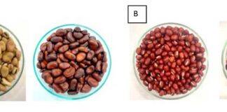 Legumes lost to heat: storage failures costing farmers and processors: study