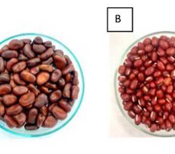 Legumes lost to heat: storage failures costing farmers and processors: study
