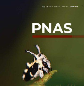 New evidence static electricity sense could be a factor in evolution of extreme body shapes of treehoppers