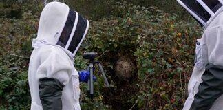 Asian hornets have a unique sound – and that could be the key to controlling their spread