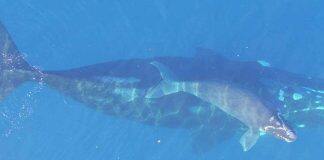 Where whales feed: findings to inform conservation efforts