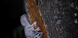 Thermal drones deployed to monitor native animals under threat