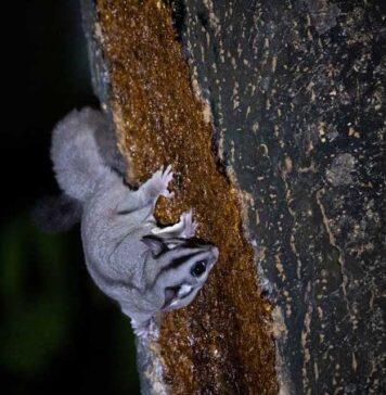 Thermal drones deployed to monitor native animals under threat