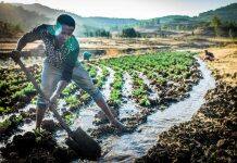 University of Manchester awarded £3m to transform irrigation monitoring in Sub-Saharan Africa