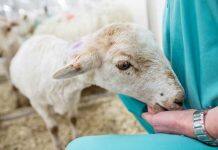 Ten organisations account for half of all animal research in Great Britain in 2024