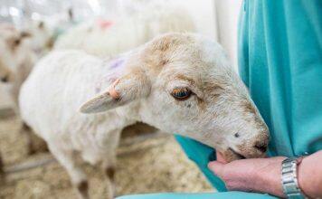 Ten organisations account for half of all animal research in Great Britain in 2024