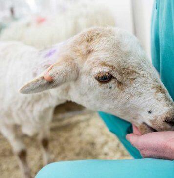 Ten organisations account for half of all animal research in Great Britain in 2024