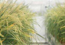 Natural genetic engineering could be key to climate resilient crops