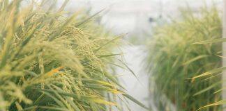 Natural genetic engineering could be key to climate resilient crops