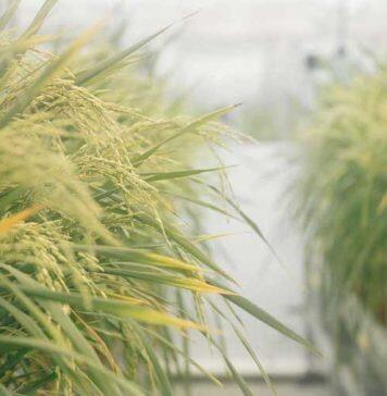 Natural genetic engineering could be key to climate resilient crops