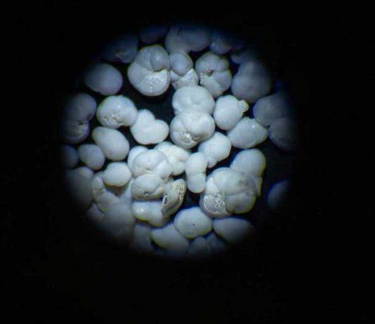 Ancient plankton hint at steadier future for ocean life