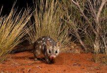Native mammals ‘taking back’ Australia’s desert ecosystems from the cats