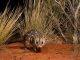 Native mammals ‘taking back’ Australia’s desert ecosystems from the cats