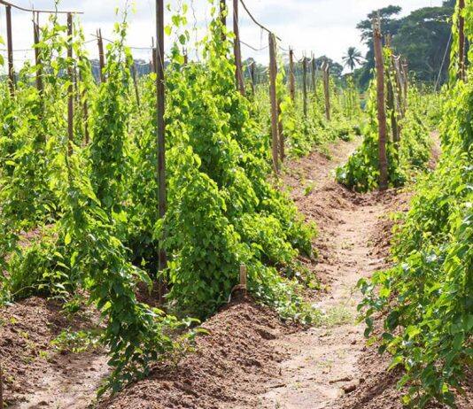 Bridging continents with yams