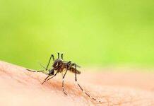 Ross River Virus linked to warmer temperatures