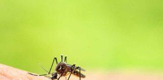 Ross River Virus linked to warmer temperatures