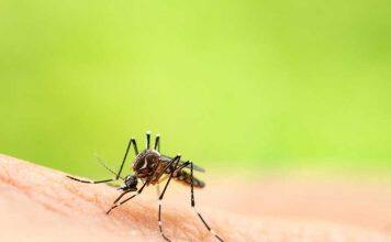 Ross River Virus linked to warmer temperatures