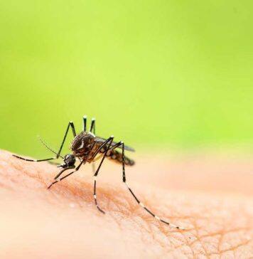 Ross River Virus linked to warmer temperatures