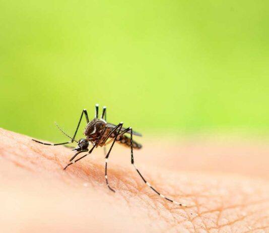 Ross River Virus linked to warmer temperatures